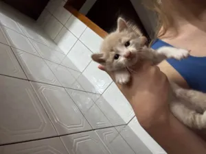 Gato raça SRD-ViraLata idade Abaixo de 2 meses nome doação 