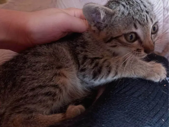 Gato ra a SRD-ViraLata idade 2 a 6 meses nome Sem Nome