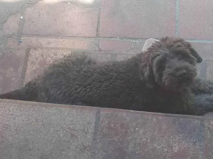 Cachorro ra a SRD-ViraLata idade 3 anos nome Wedja 