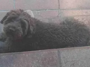 Cachorro raça SRD-ViraLata idade 3 anos nome Wedja 