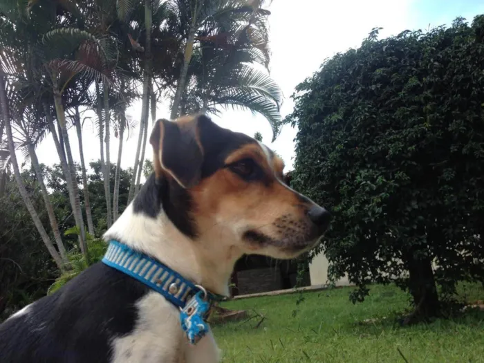 Cachorro ra a Fox Terrier idade 5 anos nome Jimi