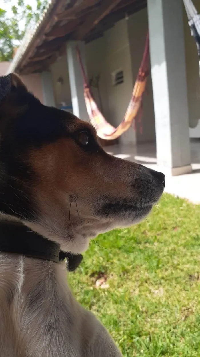 Cachorro ra a Fox Terrier idade 5 anos nome Jimi