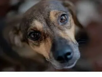 Cachorro ra a SRD-ViraLata idade 4 anos nome Bolinha