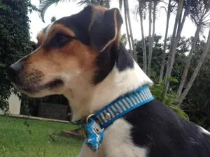 Cachorro raça Fox Terrier idade 5 anos nome Jimi