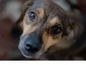 Cachorro raça SRD-ViraLata idade 4 anos nome Bolinha