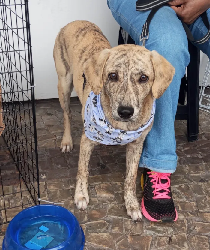 Cachorro ra a SRD-ViraLata idade 2 a 6 meses nome Apolo