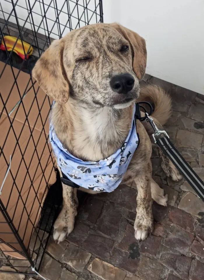 Cachorro ra a SRD-ViraLata idade 2 a 6 meses nome Apolo