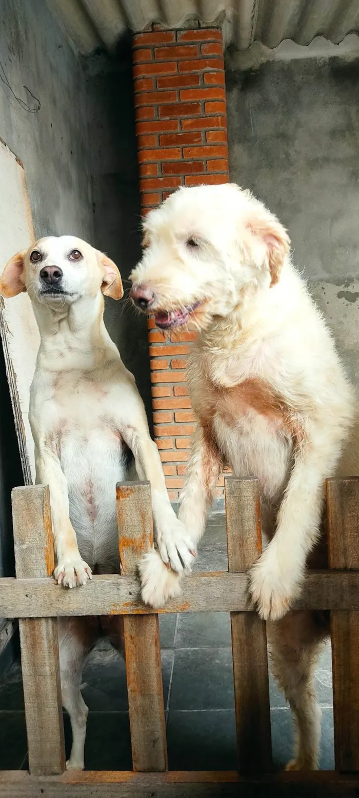 Gato ra a SRD-ViraLata idade 2 anos nome Bibi