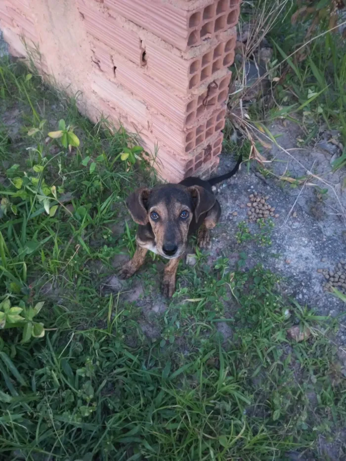 Cachorro ra a SRD-ViraLata idade 2 a 6 meses nome Bobby