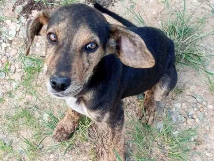 Cachorro ra a SRD-ViraLata idade 2 a 6 meses nome Bobby