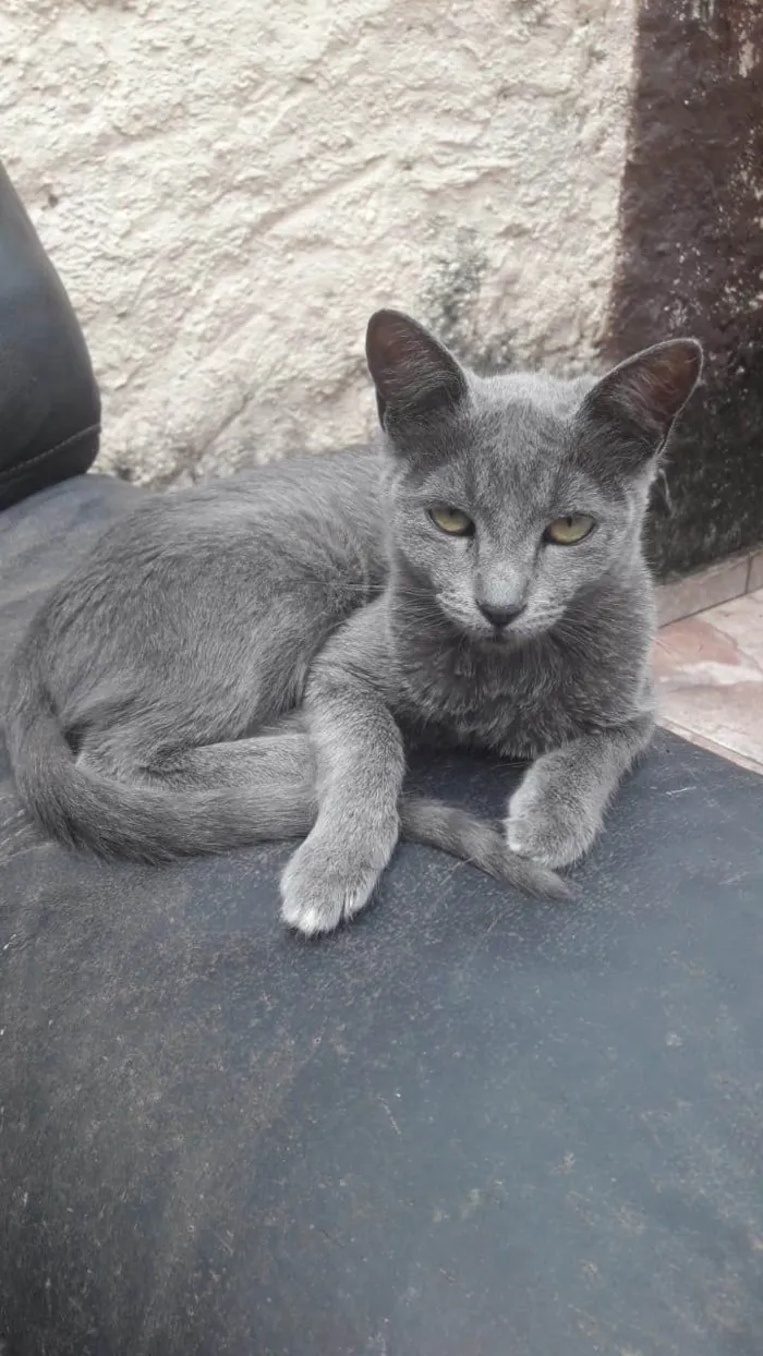 Gato ra a SRD-ViraLata idade 2 a 6 meses nome Julieta