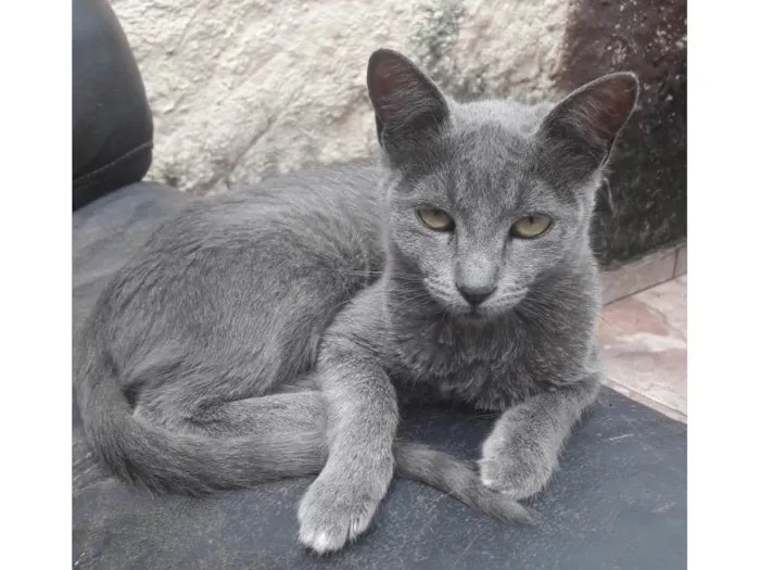 Gato ra a SRD-ViraLata idade 2 a 6 meses nome Julieta