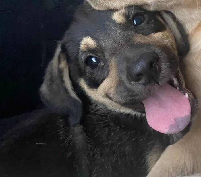 Cachorro ra a SRD-ViraLata idade 2 a 6 meses nome BATMAN 