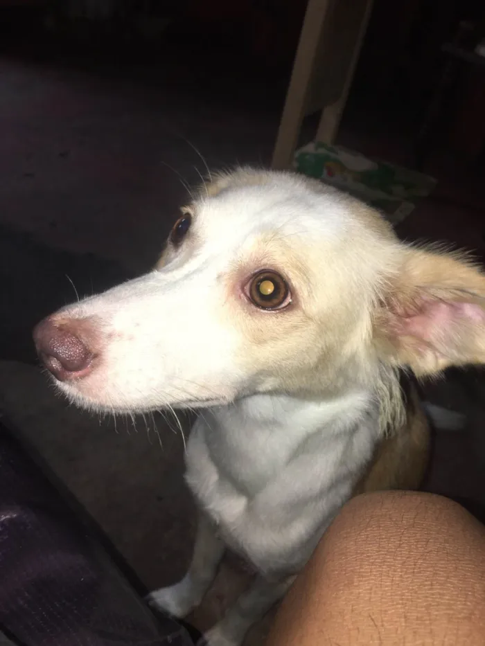 Cachorro ra a SRD-ViraLata idade 7 a 11 meses nome Polly 