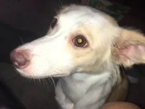 Cachorro raça SRD-ViraLata idade 7 a 11 meses nome Polly 