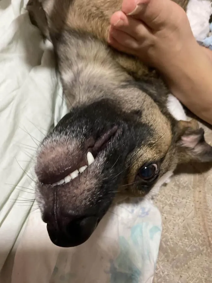 Cachorro ra a SRD-ViraLata idade 1 ano nome Capuccino