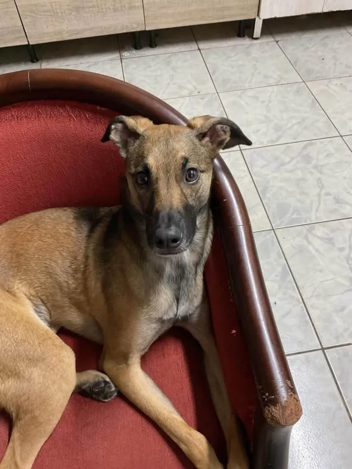 Cachorro ra a SRD-ViraLata idade 1 ano nome Capuccino