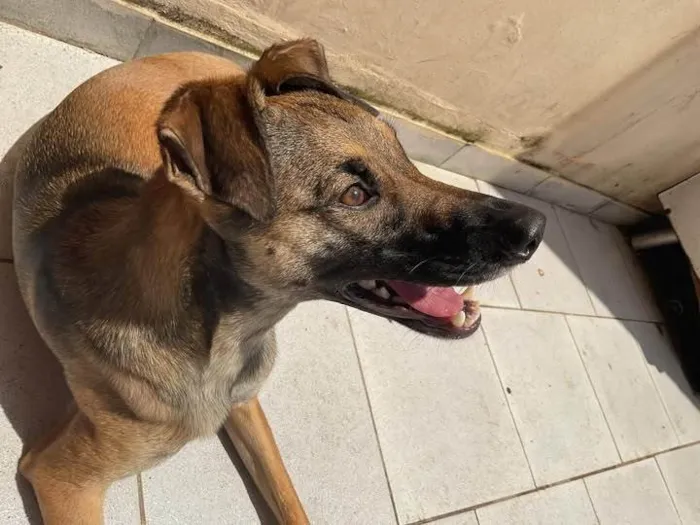 Cachorro ra a SRD-ViraLata idade 1 ano nome Capuccino