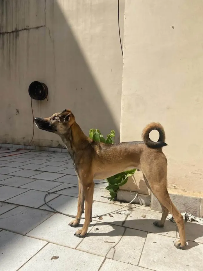 Cachorro ra a SRD-ViraLata idade 1 ano nome Capuccino