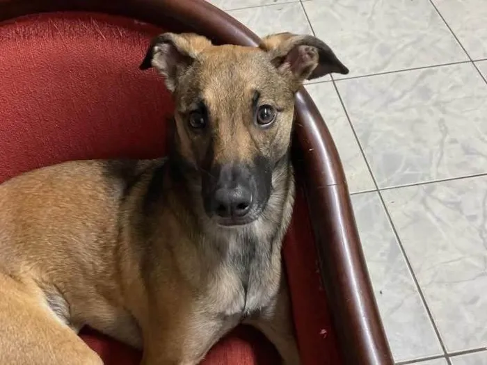 Cachorro ra a SRD-ViraLata idade 1 ano nome Capuccino