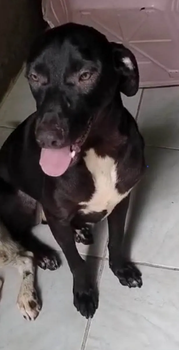 Cachorro ra a SRD-ViraLata idade 1 ano nome Biscoito