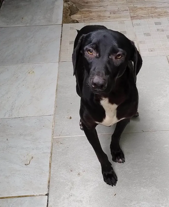 Cachorro ra a SRD-ViraLata idade 1 ano nome Biscoito