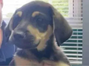 Cachorro raça SRD-ViraLata idade 2 a 6 meses nome BATMAN 