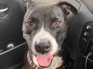 Cachorro raça Pit-Bull idade 2 anos nome Thor 