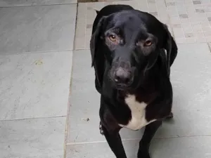 Cachorro raça SRD-ViraLata idade 1 ano nome Biscoito