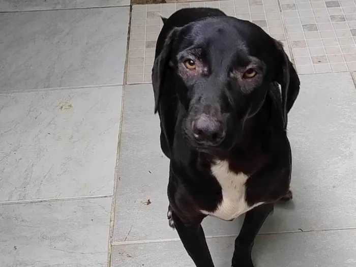 Cachorro ra a SRD-ViraLata idade 1 ano nome Biscoito