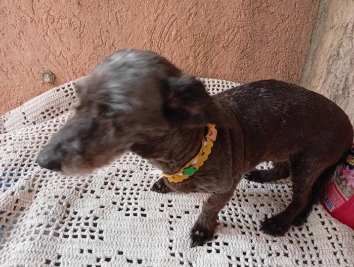 Cachorro ra a SRD-ViraLata idade 6 ou mais anos nome Tuca