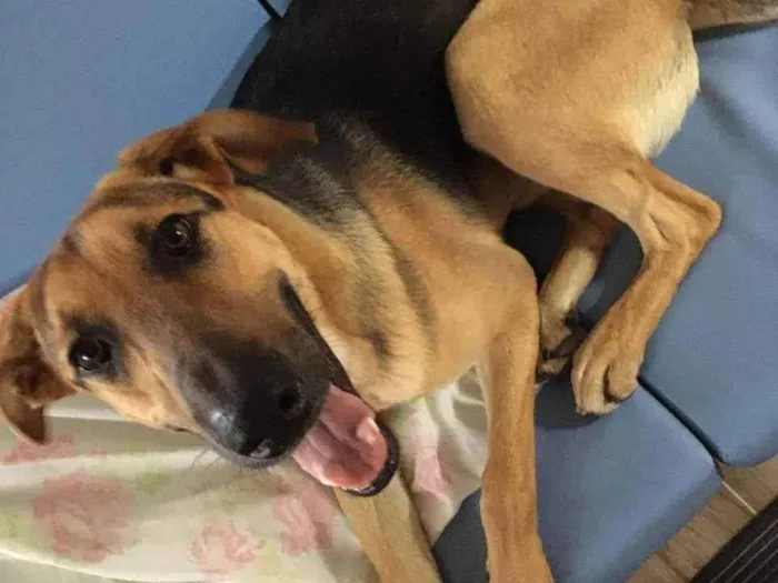 Cachorro ra a SRD-ViraLata idade 4 anos nome Tupi