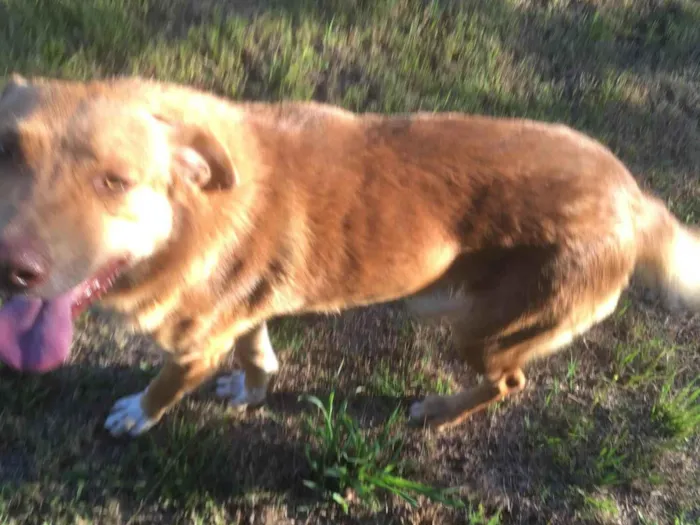 Cachorro ra a SRD-ViraLata idade 4 anos nome Flóki