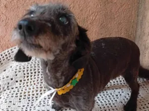 Cachorro raça SRD-ViraLata idade 6 ou mais anos nome Tuca