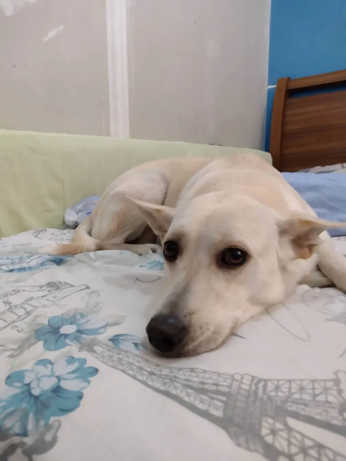 Cachorro ra a SRD-ViraLata idade 5 anos nome Maggie