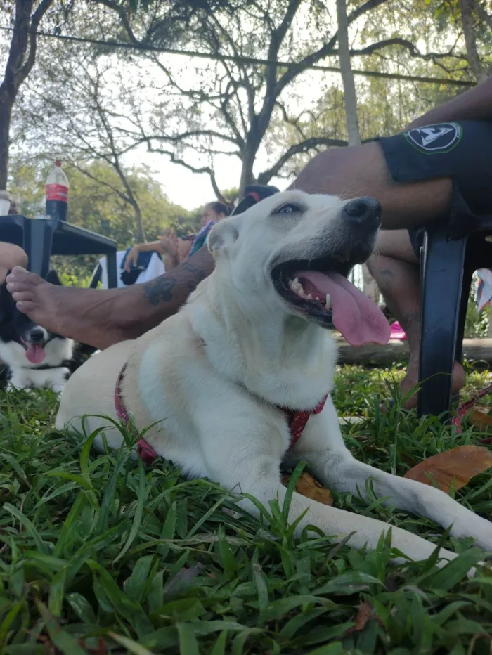 Cachorro ra a SRD-ViraLata idade 5 anos nome Maggie