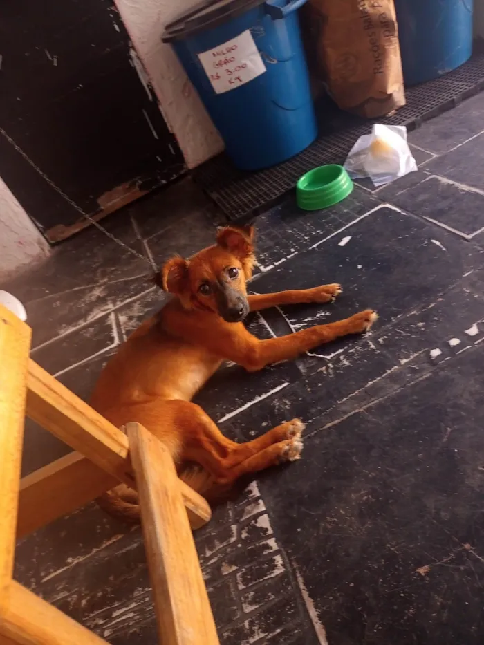 Cachorro ra a SRD-ViraLata idade 2 a 6 meses nome Amora