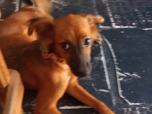 Cachorro raça SRD-ViraLata idade 2 a 6 meses nome Amora