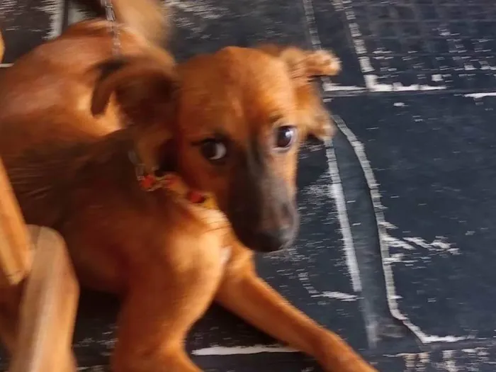 Cachorro ra a SRD-ViraLata idade 2 a 6 meses nome Amora