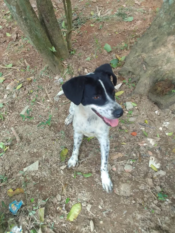 Cachorro ra a SRD-ViraLata idade 2 anos nome Ela não tem nome