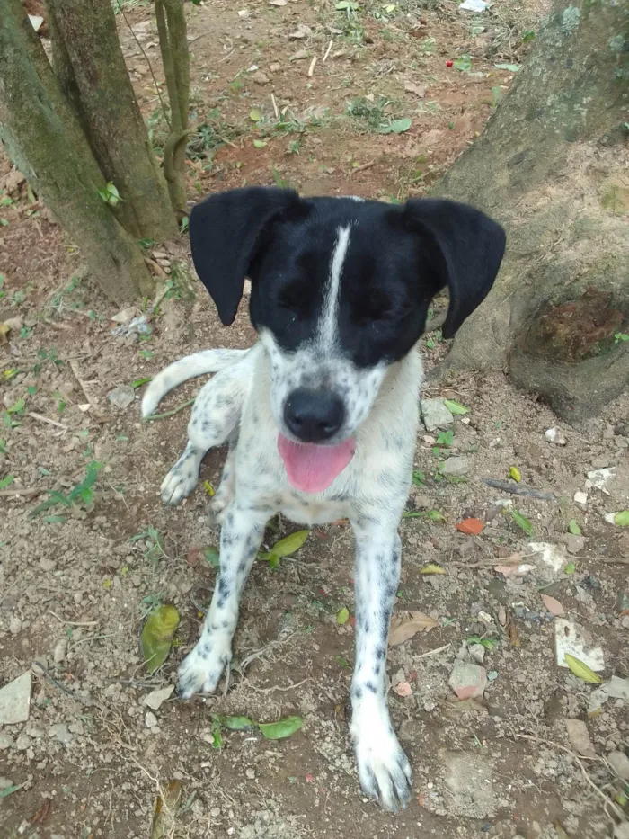 Cachorro ra a SRD-ViraLata idade 2 anos nome Ela não tem nome