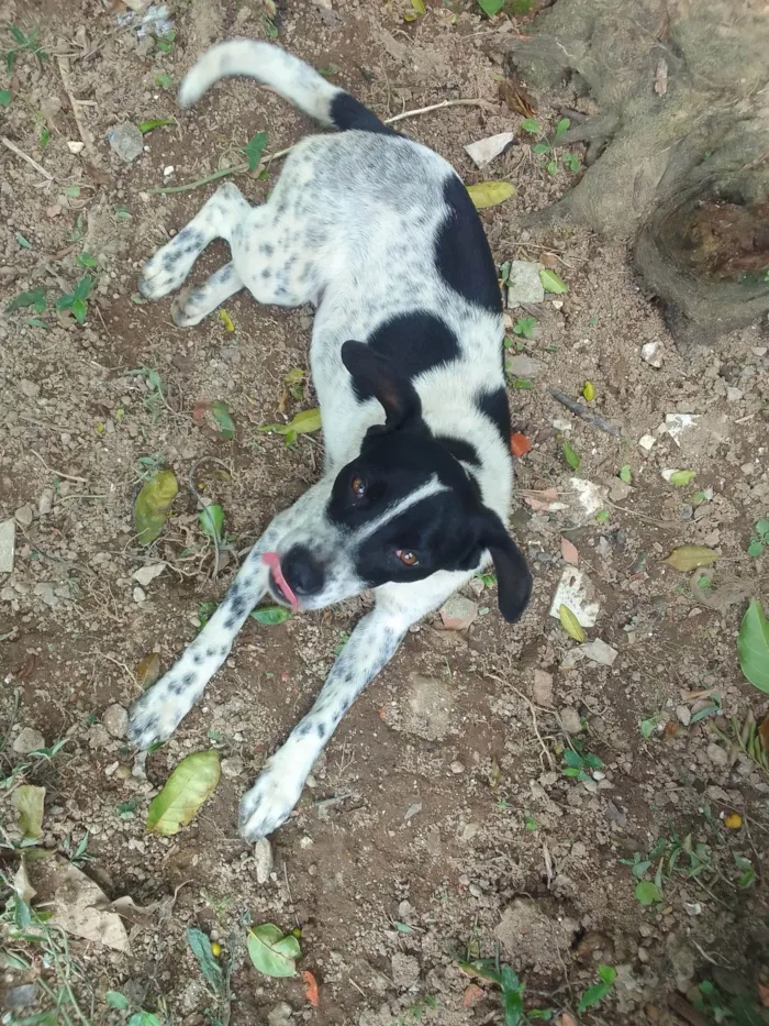 Cachorro ra a SRD-ViraLata idade 2 anos nome Ela não tem nome