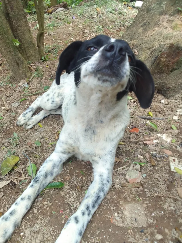 Cachorro ra a SRD-ViraLata idade 2 anos nome Ela não tem nome