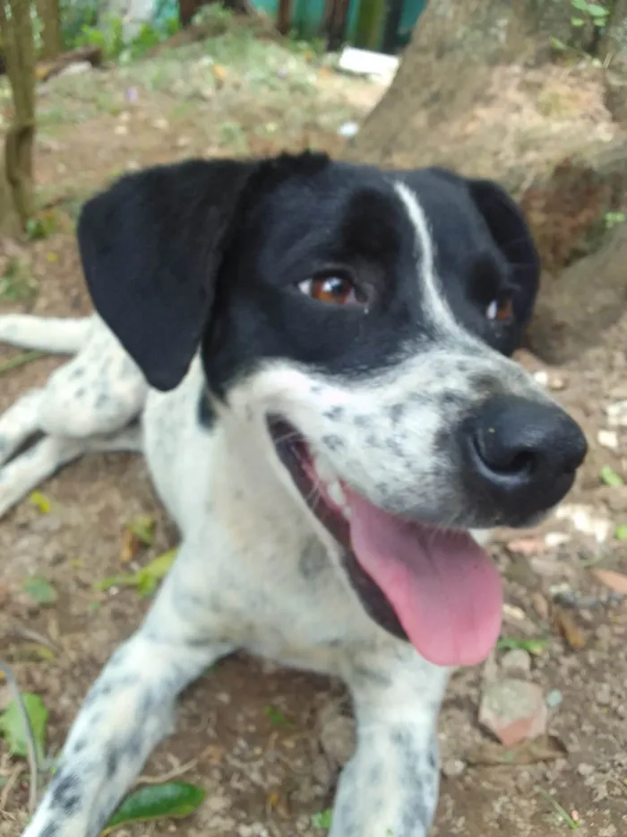 Cachorro ra a SRD-ViraLata idade 2 anos nome Ela não tem nome