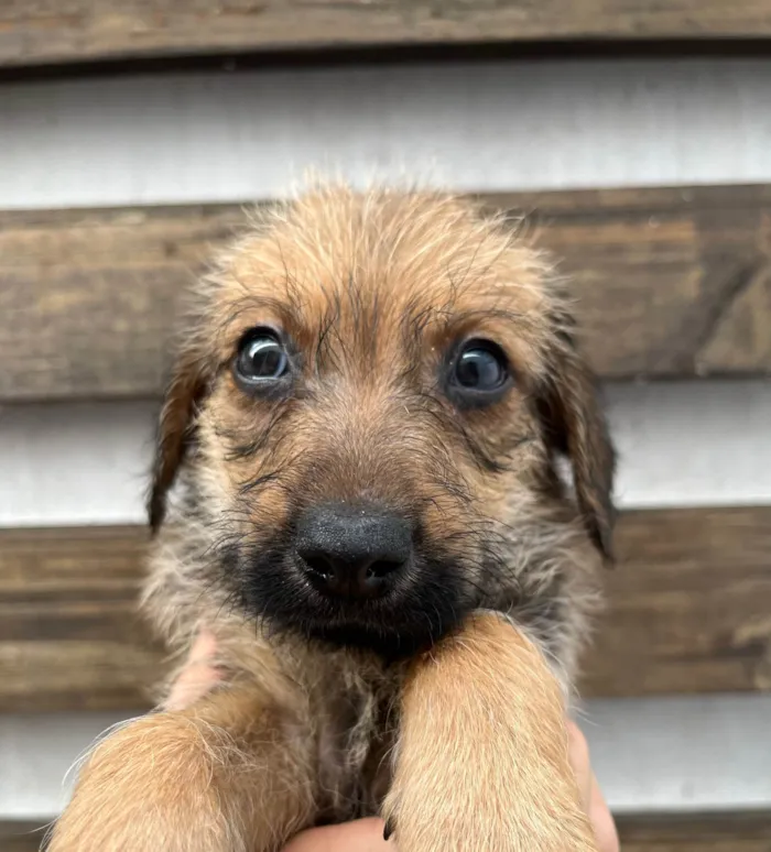 Cachorro ra a SRD-ViraLata idade 2 a 6 meses nome Bruno Mars