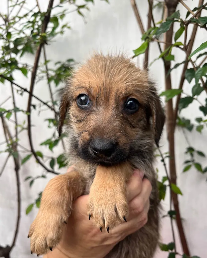 Cachorro ra a SRD-ViraLata idade 2 a 6 meses nome Bruno Mars