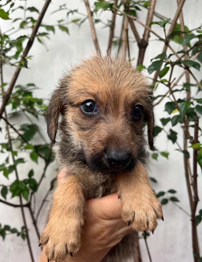 Cachorro ra a SRD-ViraLata idade 2 a 6 meses nome Bruno Mars