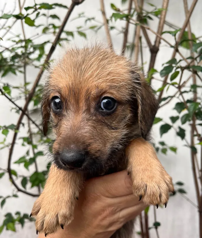 Cachorro ra a SRD-ViraLata idade 2 a 6 meses nome Bruno Mars