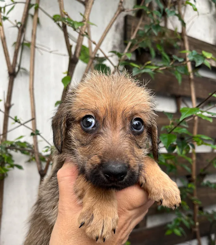 Cachorro ra a SRD-ViraLata idade 2 a 6 meses nome Bruno Mars