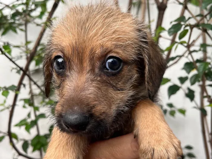 Cachorro ra a SRD-ViraLata idade 2 a 6 meses nome Bruno Mars